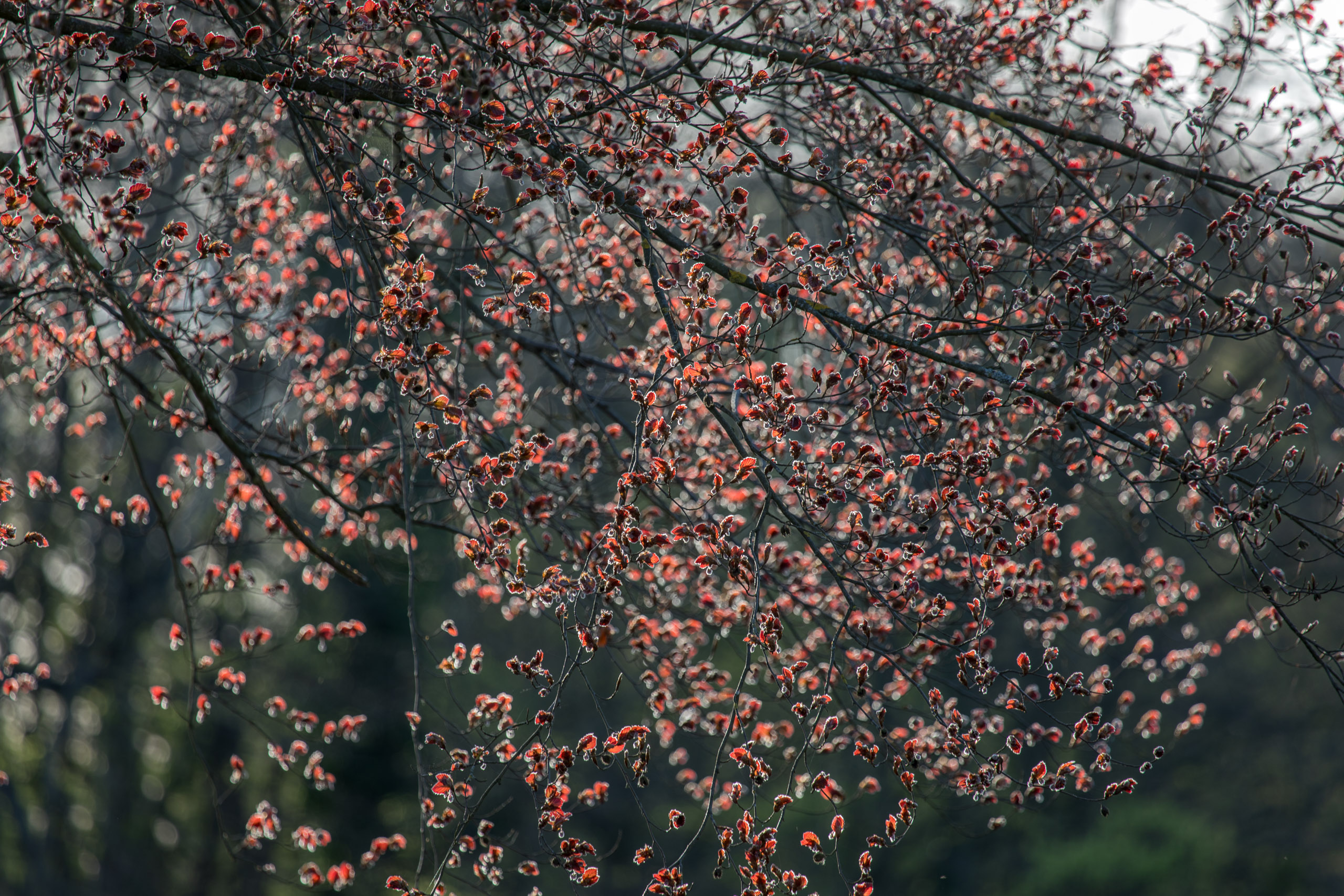 20180414185737 RD4 0637